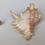 Shell Murex ramosus