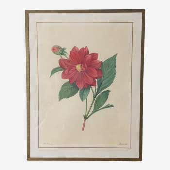 Vintage lithograph frame Redouté flowers