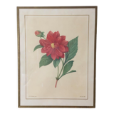 Vintage lithograph frame Redouté flowers