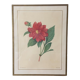 Vintage lithograph frame Redouté flowers