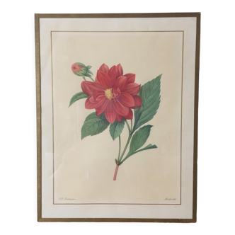 Vintage lithograph frame Redouté flowers