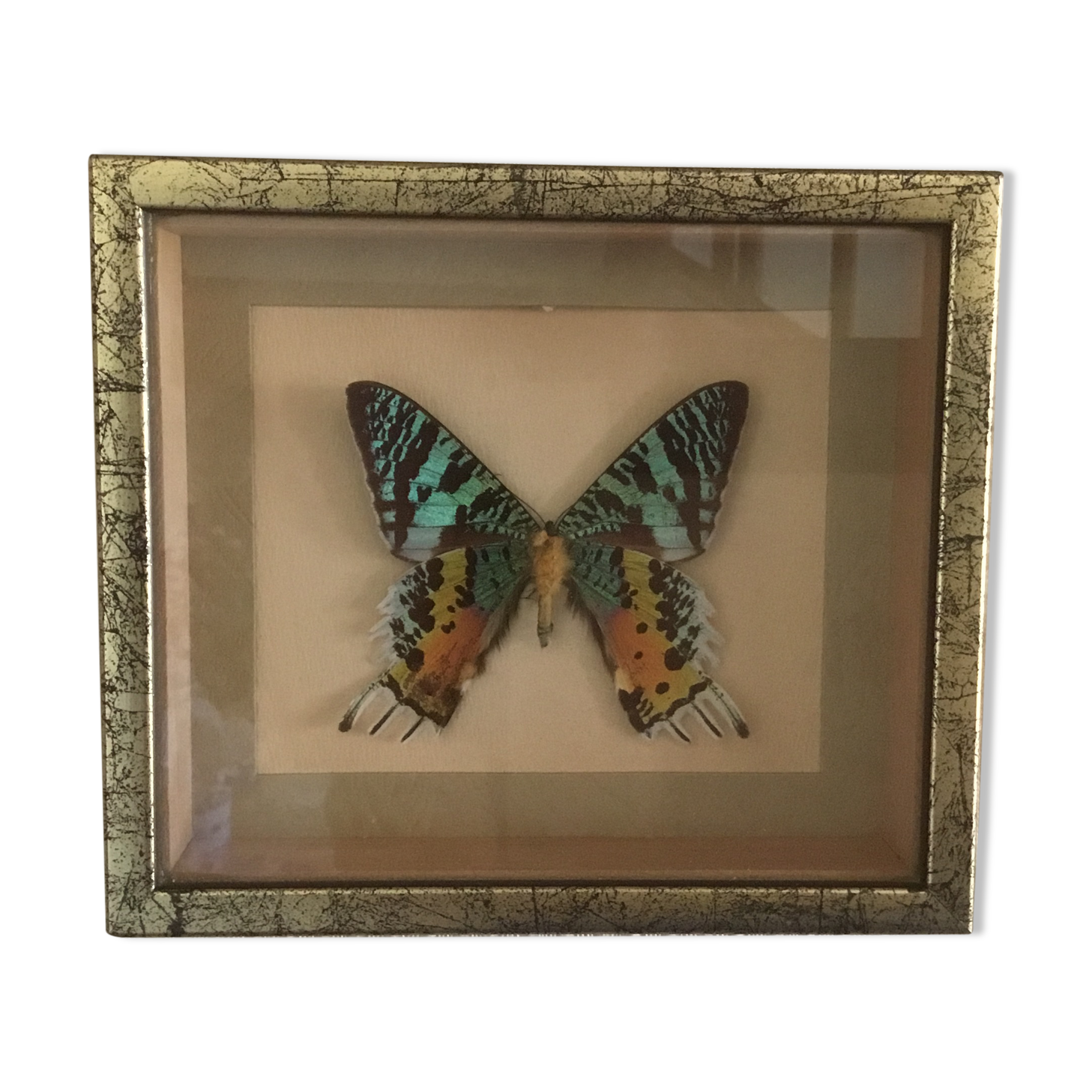 Frame butterfly urania