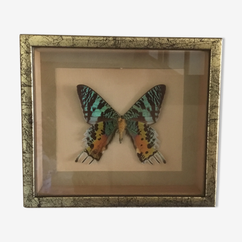 Frame butterfly urania