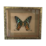 Frame butterfly urania