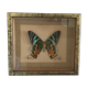 Frame butterfly urania