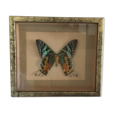 Frame butterfly urania