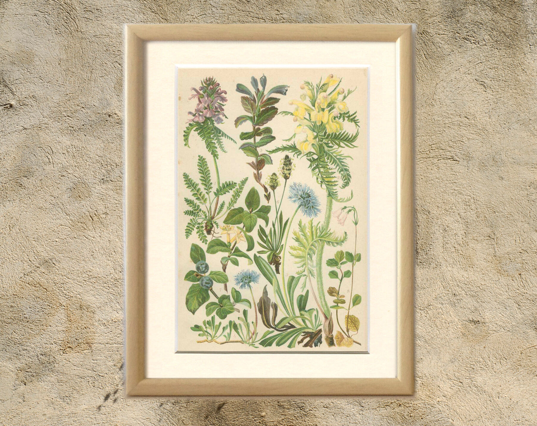 Botanical board: Velvet bells, globe daisy, plantain, blue honeysuckle, twin flower