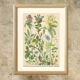 Botanical board: Velvet bells, globe daisy, plantain, blue honeysuckle, twin flower