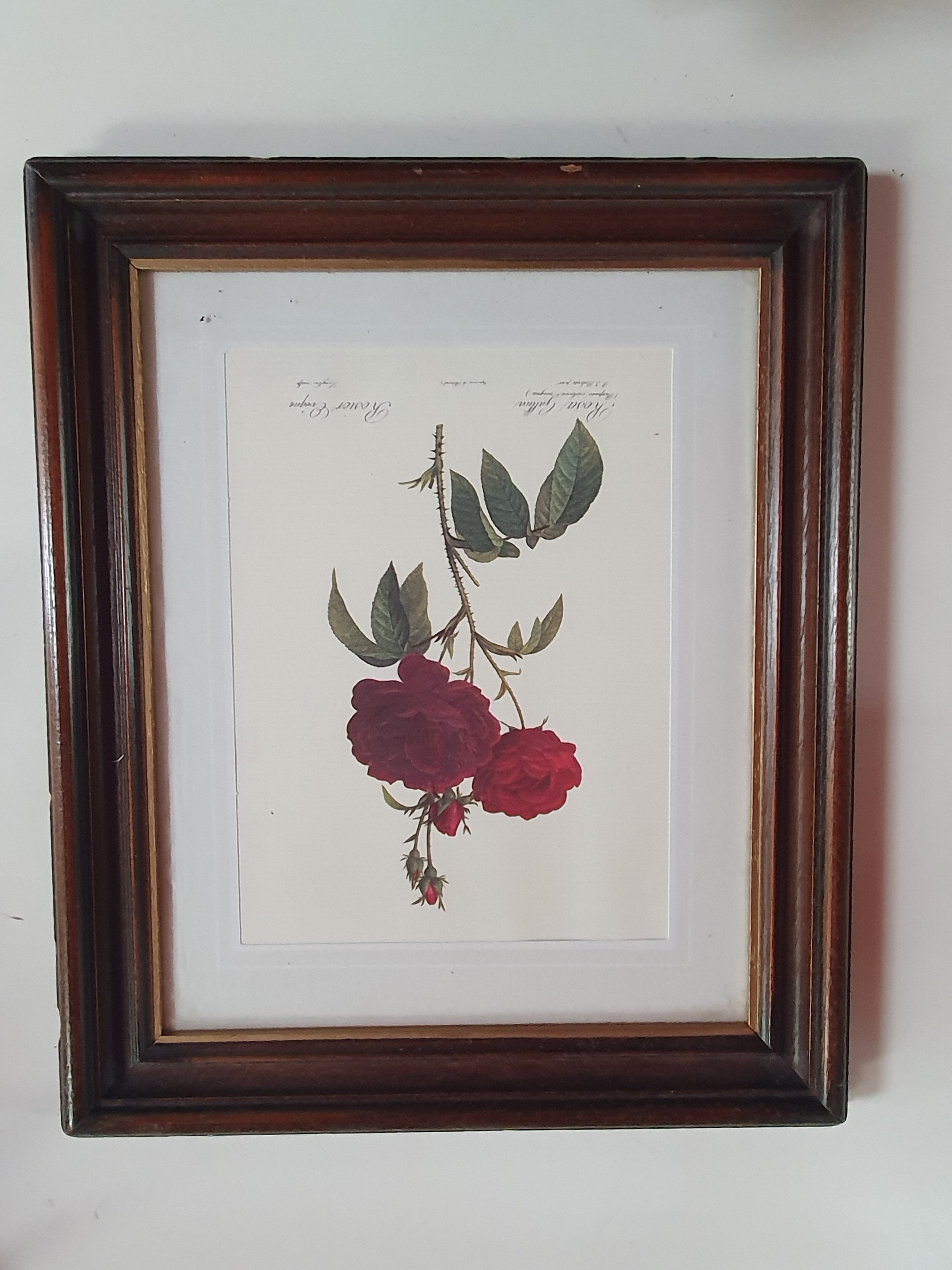 Cadre tableau lithographie botannique plante rosier eveque rouge vintage 37 30