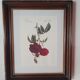 Cadre tableau lithographie botannique plante rosier eveque rouge vintage 37 30