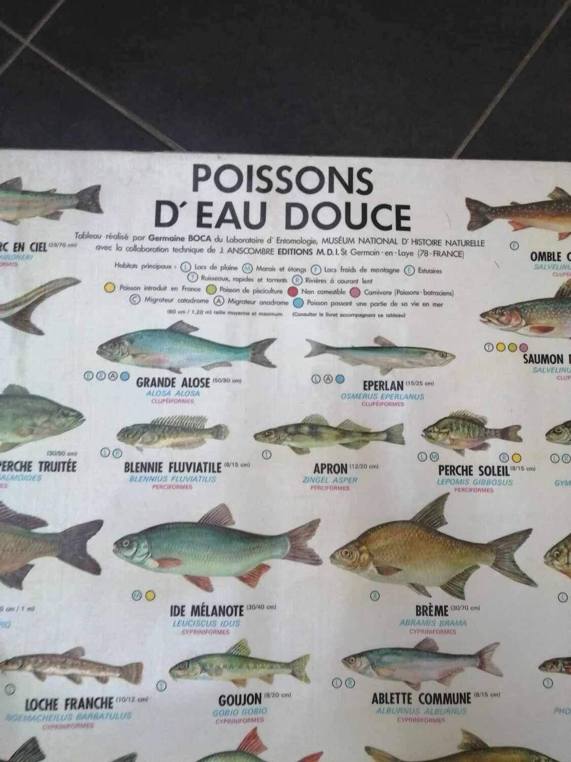 Affiche scolaire vintage poisson d’eau douce et de mer