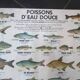 Affiche scolaire vintage poisson d’eau douce et de mer