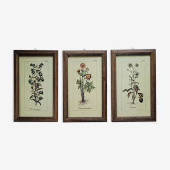 Set of 3 framed botanical boards