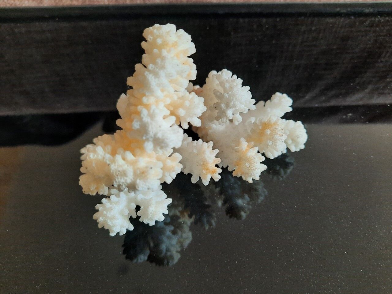 Ancient coral