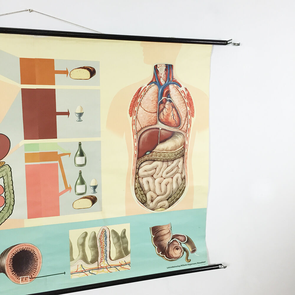 Educational pull-down Jung Koch school map human anatomy chart