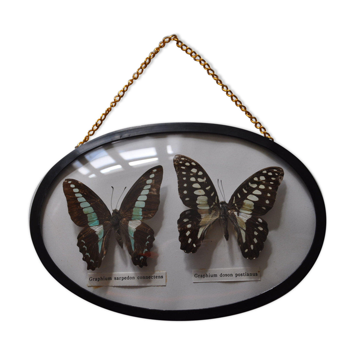 Butterflies in a bulging oval frame in vintage glass