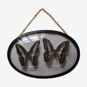 Butterflies in a bulging oval frame in vintage glass