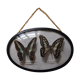 Butterflies in a bulging oval frame in vintage glass