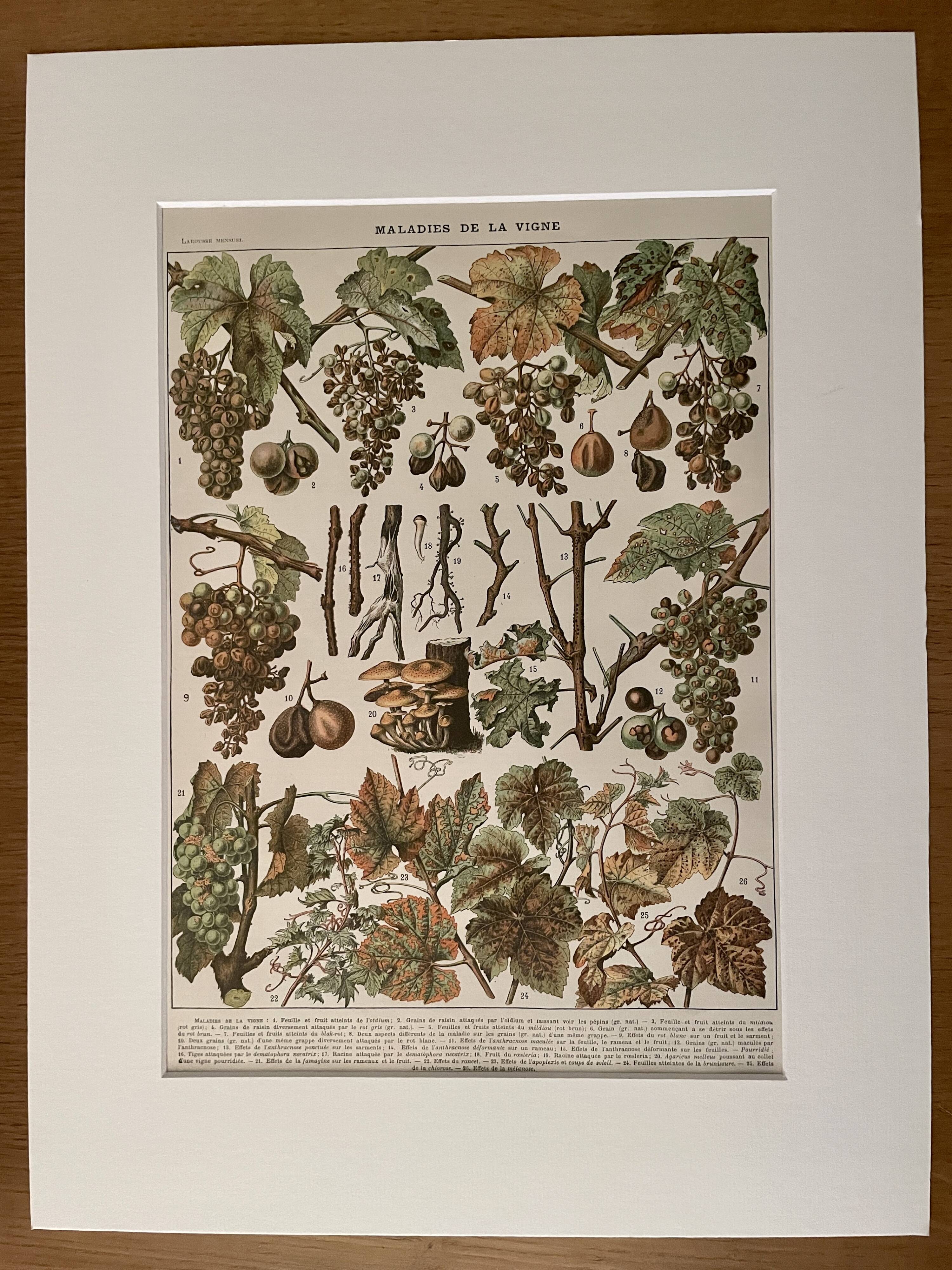 Lithograph on vine diseases from 1907 (Viticulture Vinification Oenology Grape Varieties)