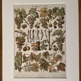 Lithograph on vine diseases from 1907 (Viticulture Vinification Oenology Grape Varieties)