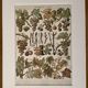 Lithograph on vine diseases from 1907 (Viticulture Vinification Oenology Grape Varieties)