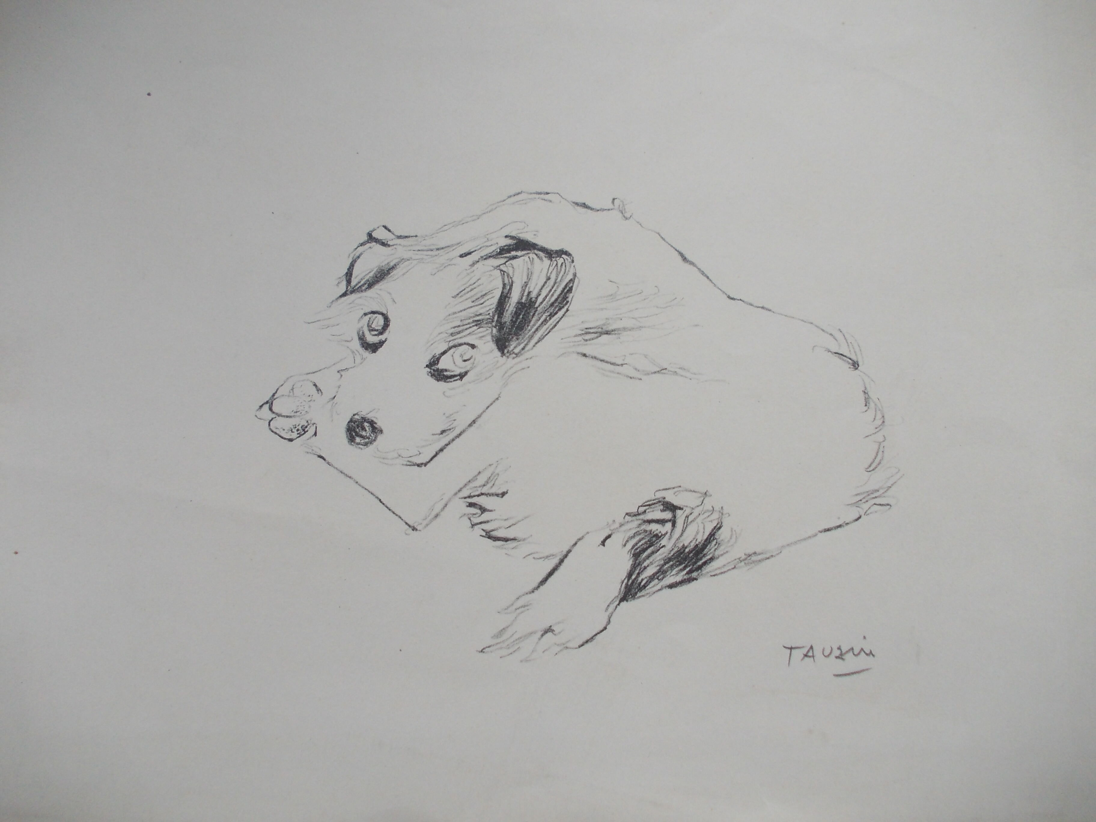 Drawing signed tauzin mario: regard chien au repos, black pencil original 1970s, charcoal