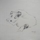 Drawing signed tauzin mario: regard chien au repos, black pencil original 1970s, charcoal