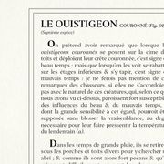 Chimère lithographie gravure animal - le ouistigeon