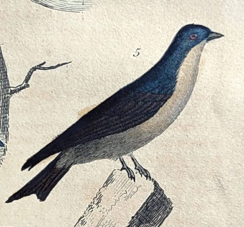 Original ornithological plate "Striped Promerops, Common Bee-eater, Buffon's Nightjar, 1838"