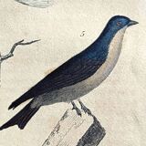 Planche ornithologique originale " Promerops rayé, Guépier commun, Angoulevent de Buffon, 1838