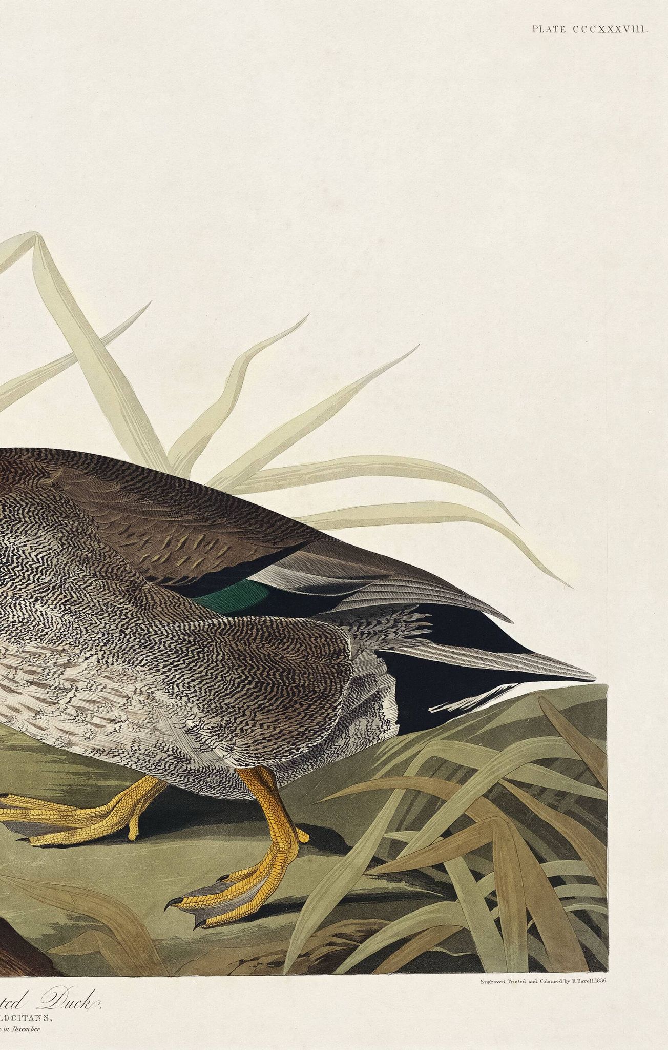 Affiche sur le Canard colvert, d’après une gravure ancienne de 1827.