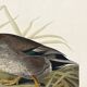 Poster about the Mallard Duck, based on an old engraving from 1827.