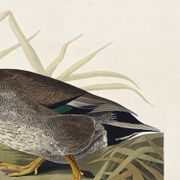 Affiche sur le Canard colvert, d’après une gravure ancienne de 1827.