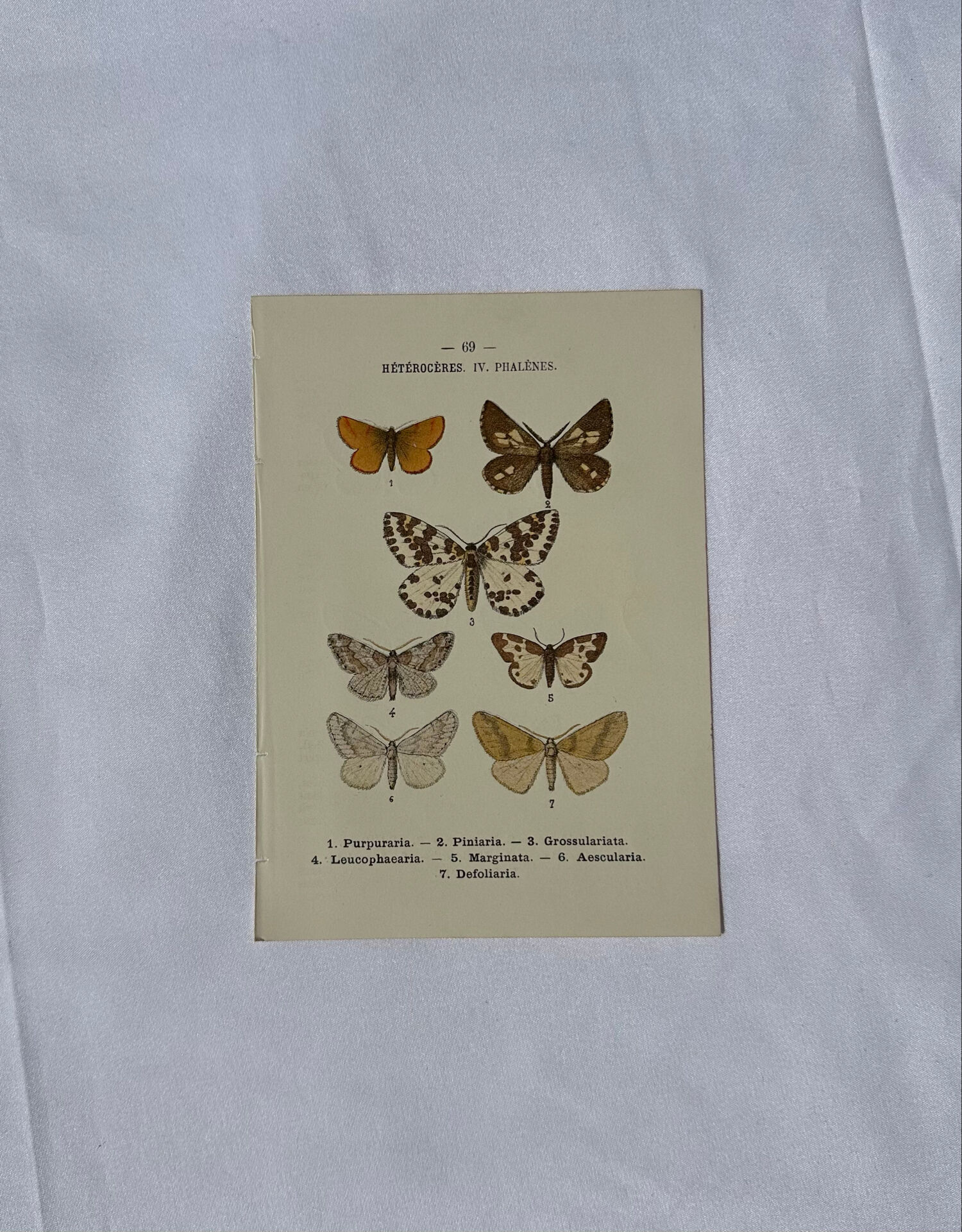 🦋 Botanical Plate Engraving of a Butterfly, 19th Century Naturalist