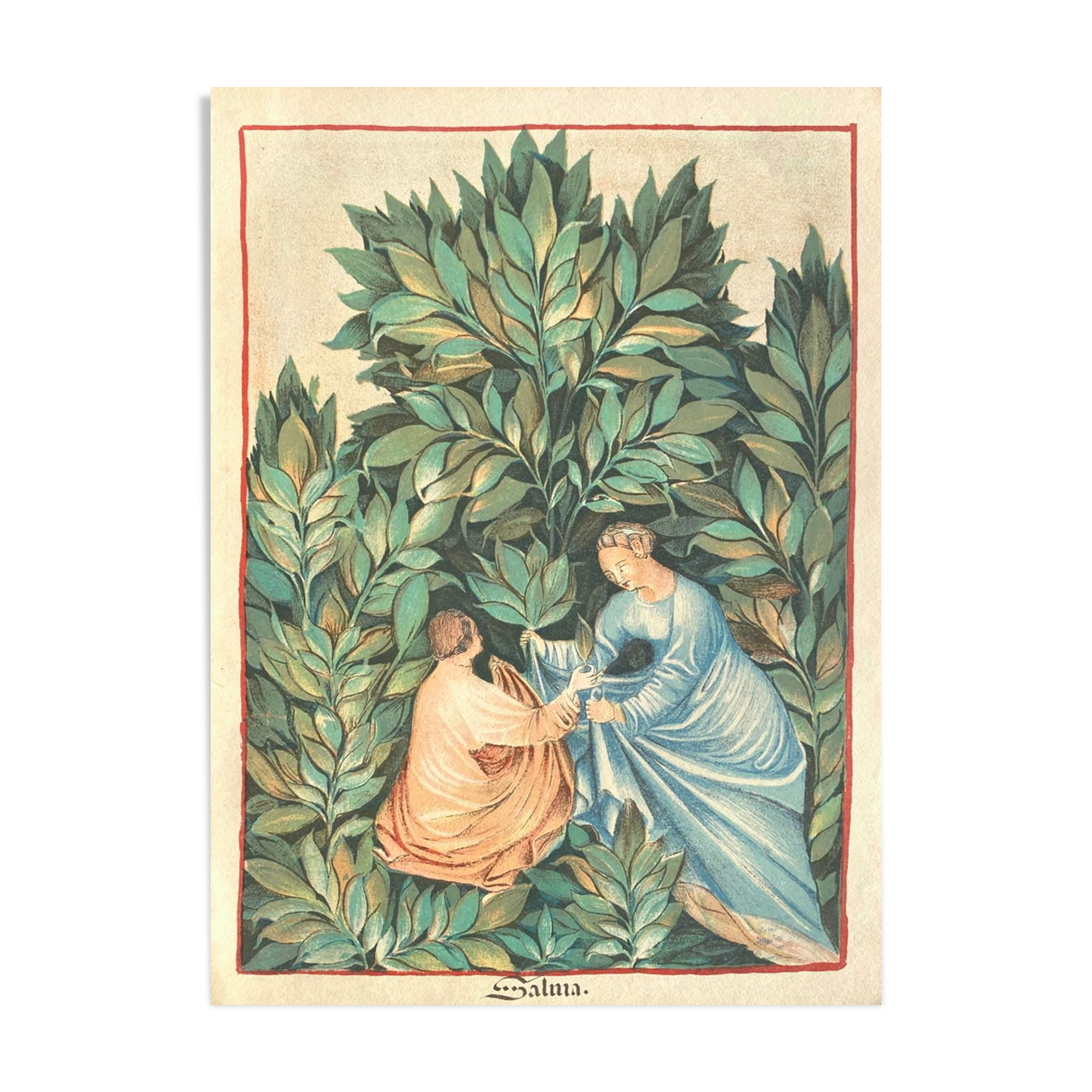 Vintage Lithography , The Sage Picking