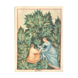 Vintage Lithography , The Sage Picking