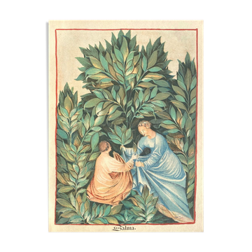 Vintage Lithography , The Sage Picking