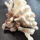 Coral branch