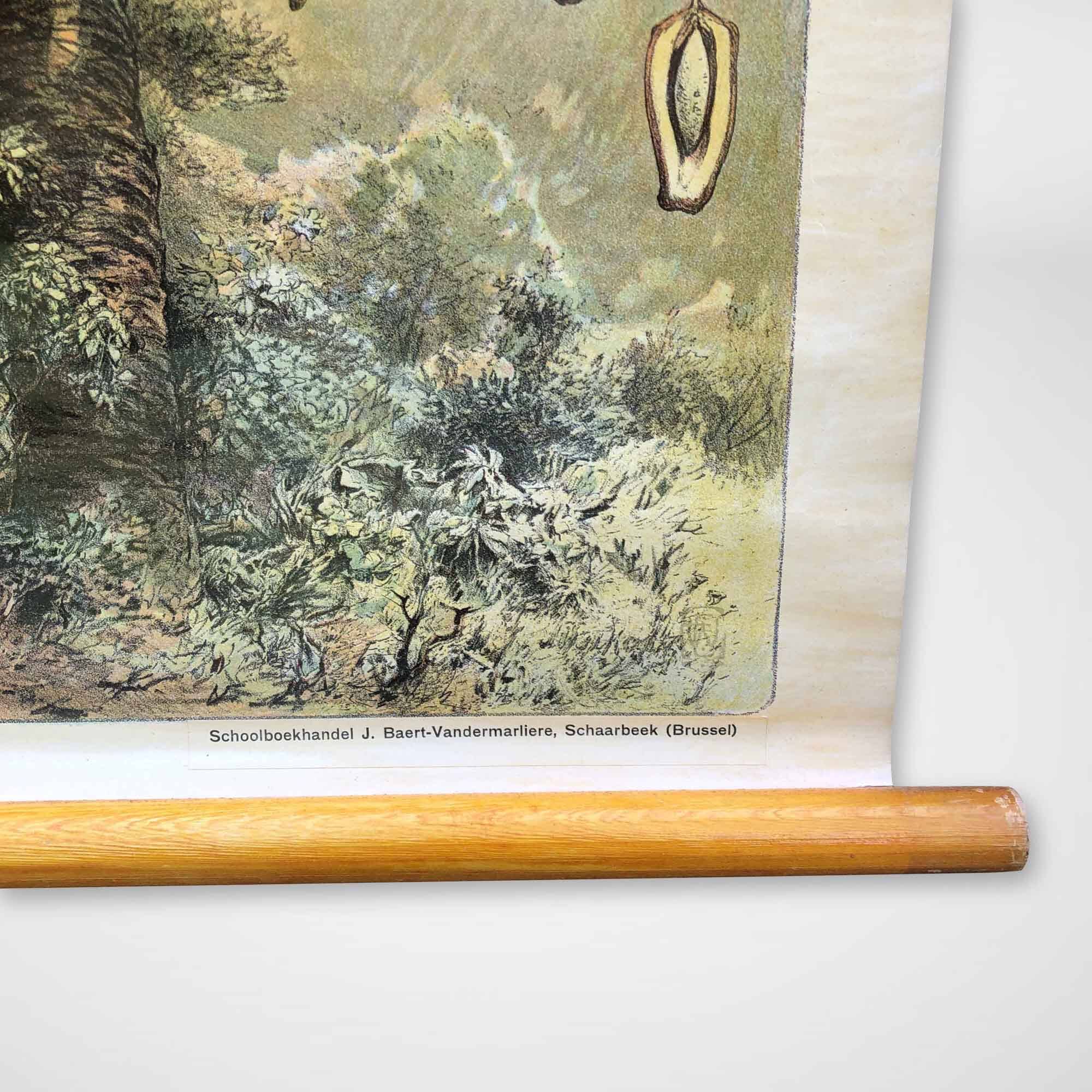 Vintage Poster of Date Palms, Tropics, 1950s