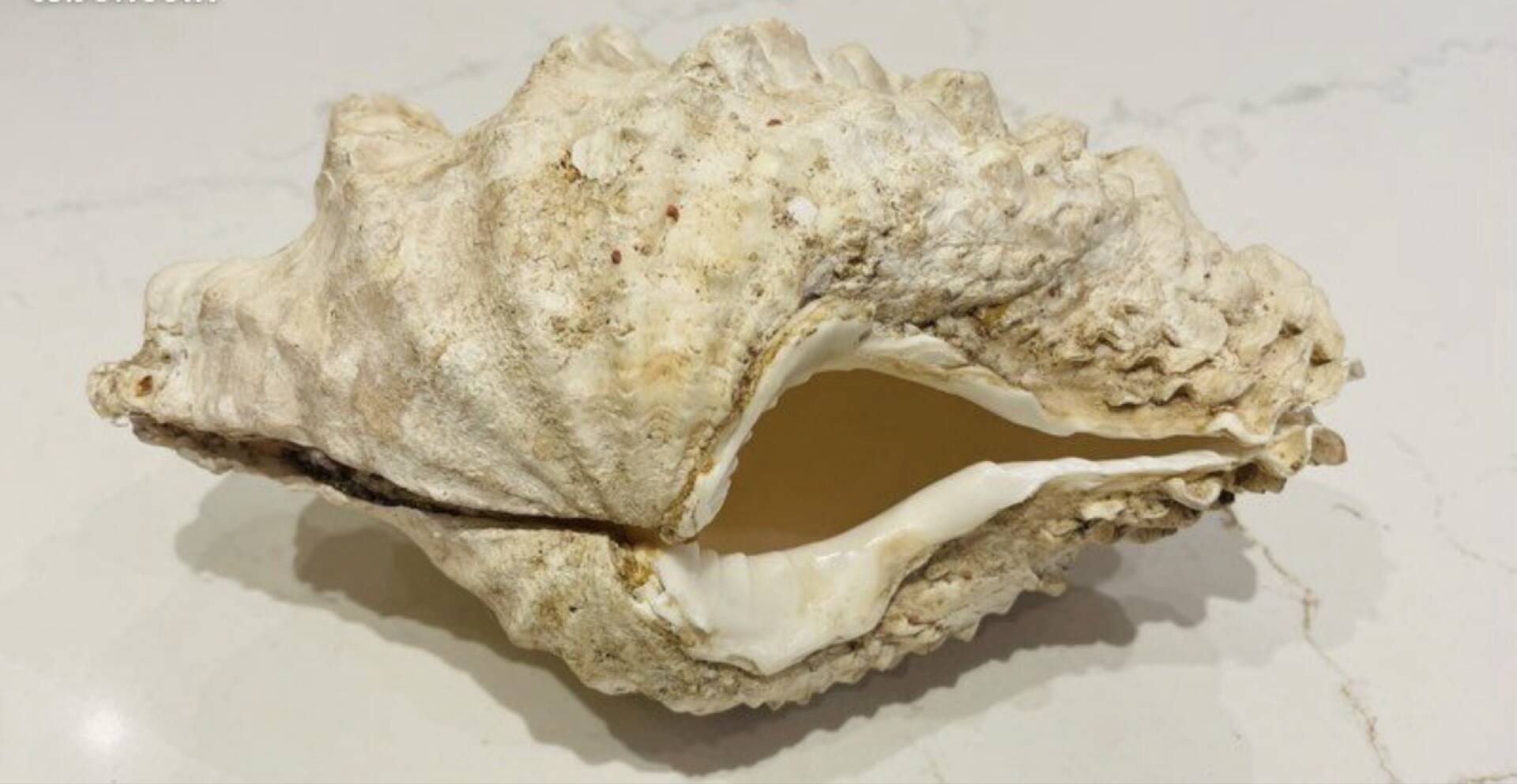 Blessed bivalve shell