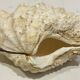 Blessed bivalve shell