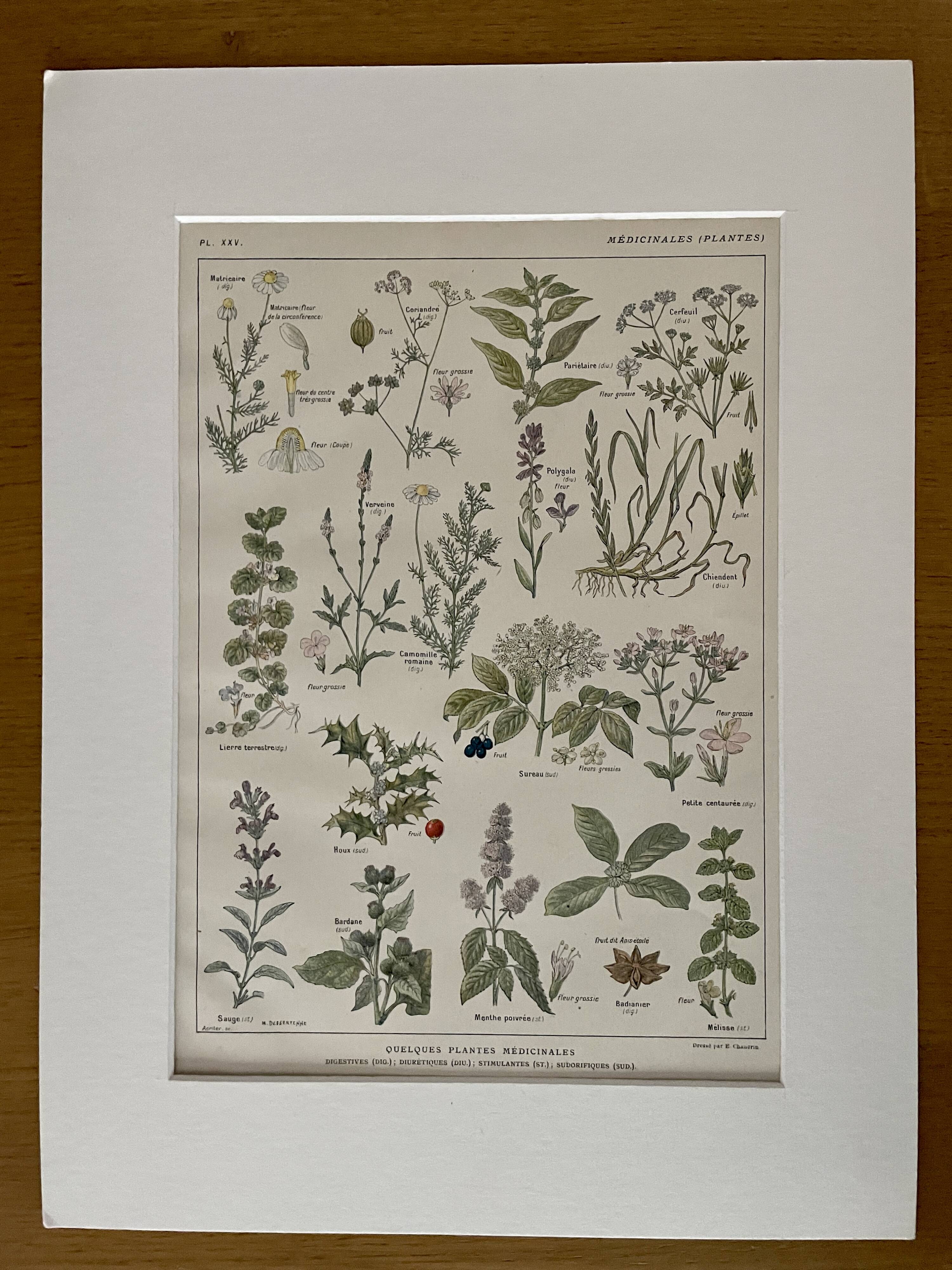 Lithograph medicinal plants (XXV) Chervil Sage Melissa - 1920