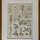 Lithograph medicinal plants (XXV) Chervil Sage Melissa - 1920
