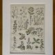 Lithograph medicinal plants (XXV) Chervil Sage Melissa - 1920