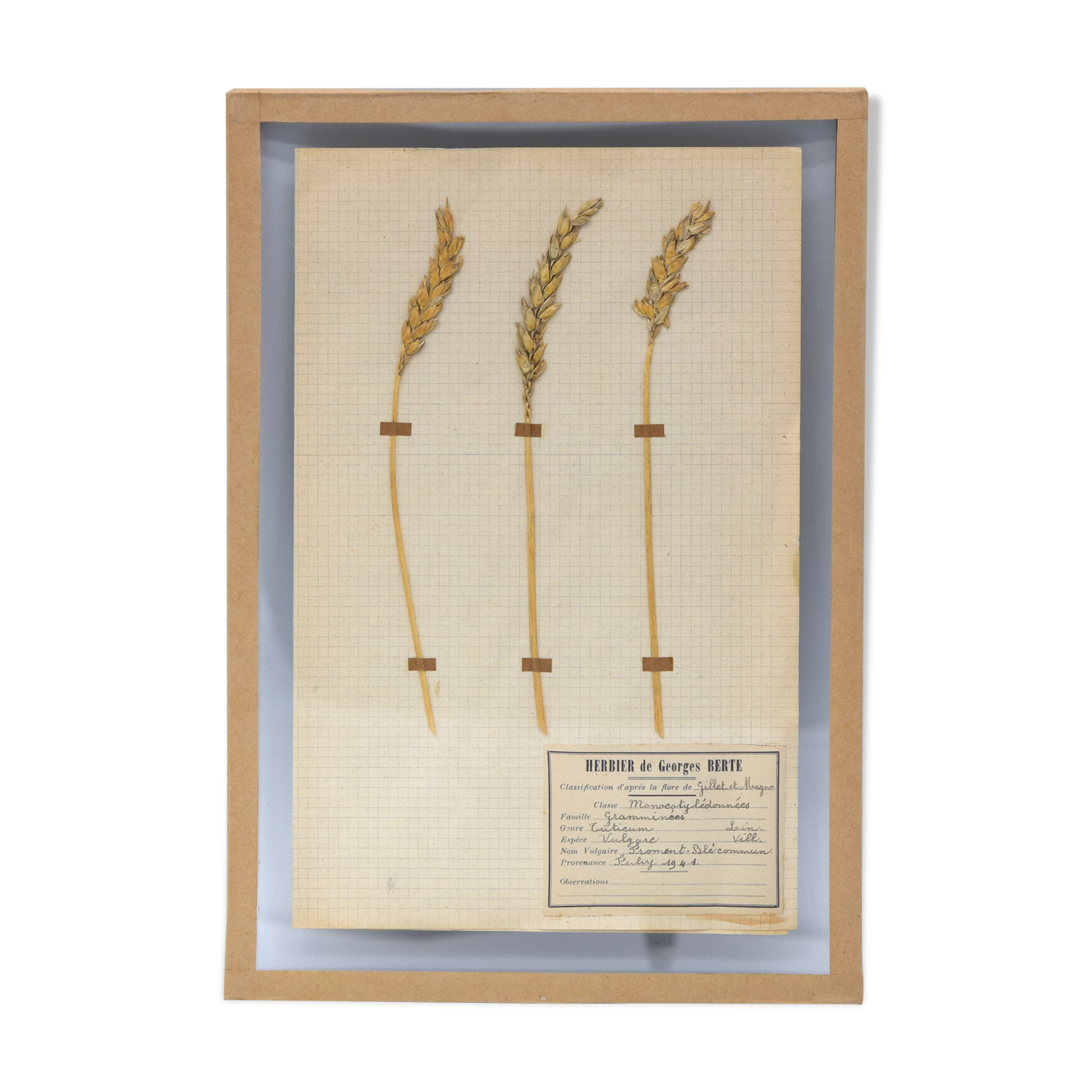 George Bert Herbarium