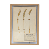 George Bert Herbarium