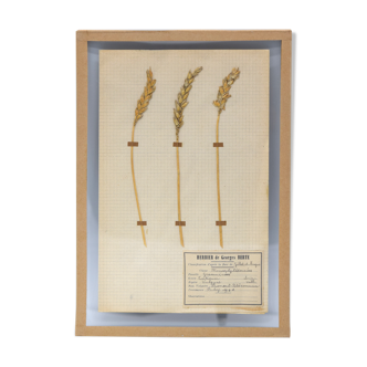 George Bert Herbarium