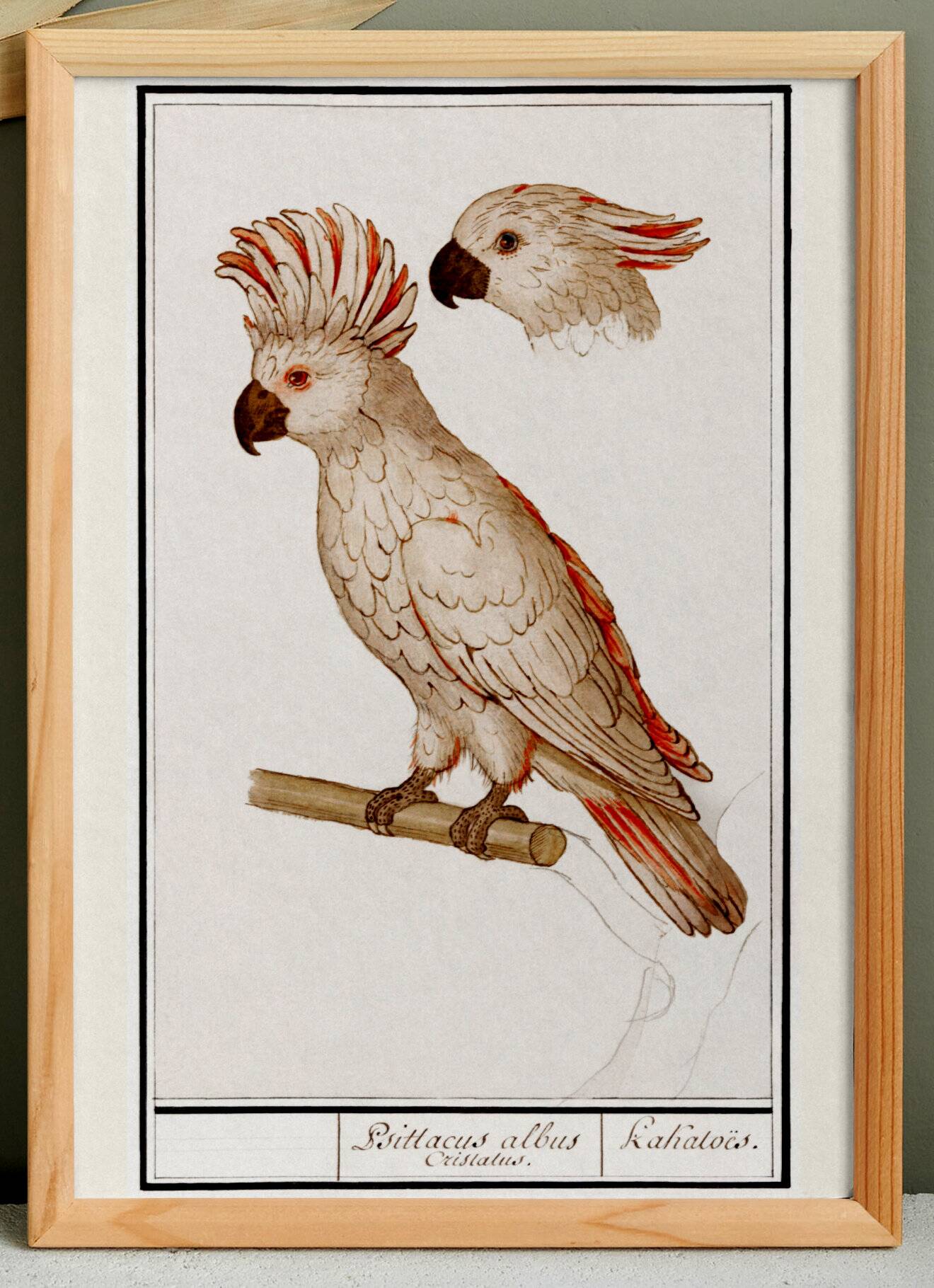 Small poster on the "Crested Cockatoo", after an old engraving