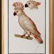 Small poster on the "Crested Cockatoo", after an old engraving