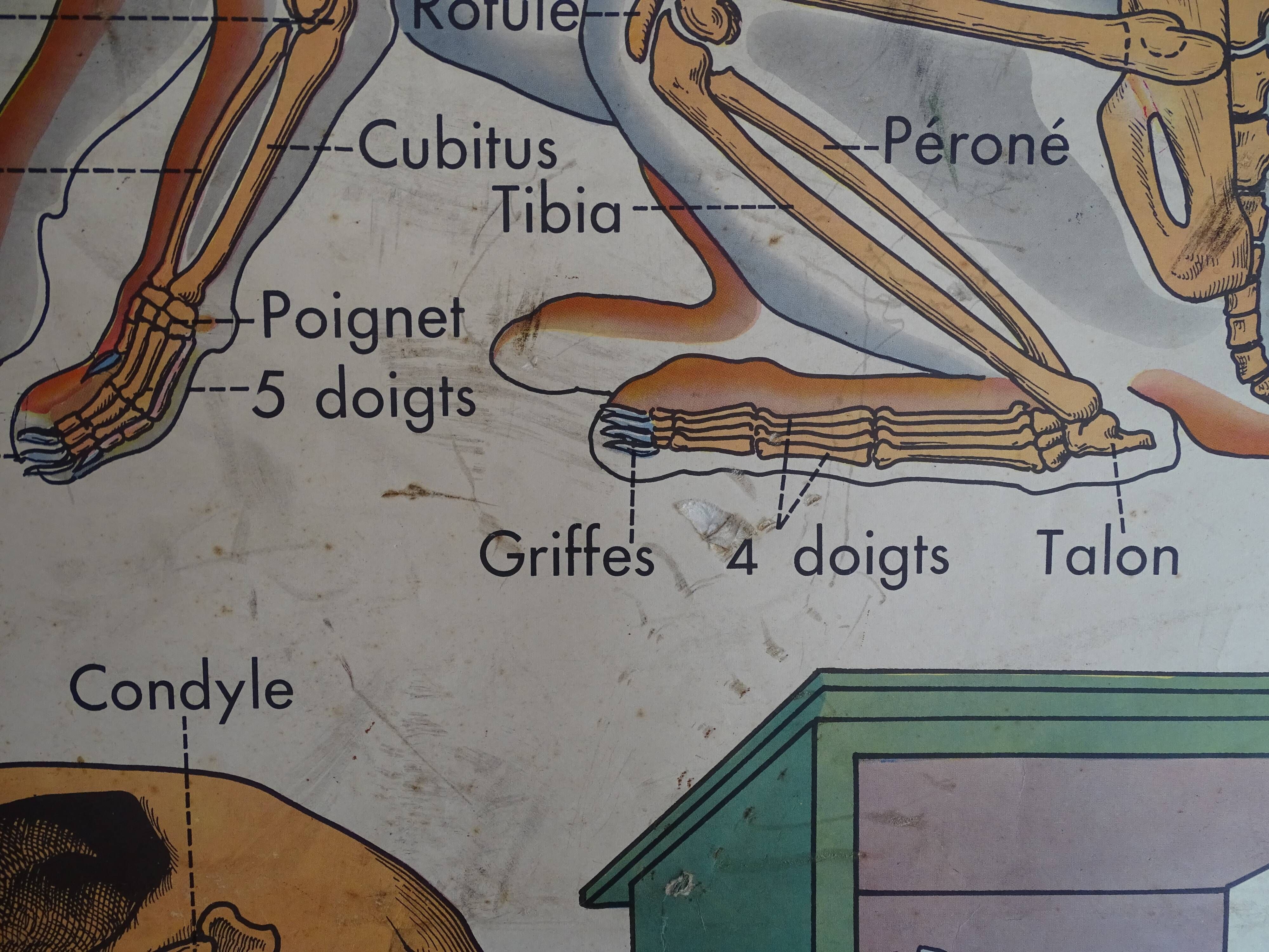 School poster on both sides anatomy insectivores and rabbit. MDI.1964